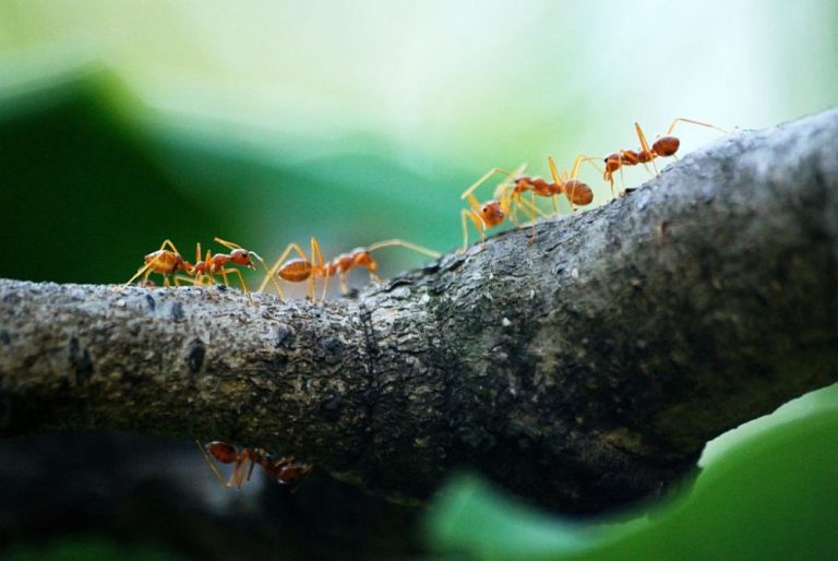 What Kills Ants Instantly: Natural, Pet Safe Home Remedies
