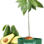 AvoSeedo Avocado Tree Growing Kit